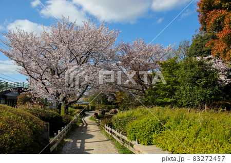 豊中市 桜塚街道 蛍舞い飛ぶ自然親水水路沿いの豊中散歩道のひとつ 桜が満開 豊中市 桜塚街道 蛍舞い飛ぶ自然親水水路沿いの豊中散歩道のひとつ 桜が満開 83272457