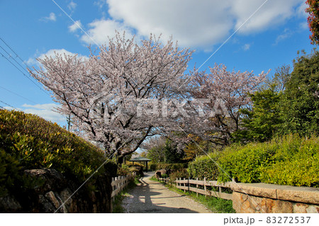 豊中市 桜塚街道 蛍舞い飛ぶ自然親水水路沿いの豊中散歩道のひとつ 桜が満開 別アングル 豊中市 桜塚街道 蛍舞い飛ぶ自然親水水路沿いの豊中散歩道のひとつ 桜が満開 別アングル 83272537