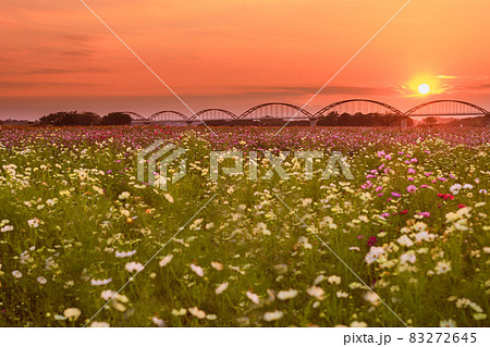 夕焼けの中のコスモス畑と日本一長い水道橋 83272645