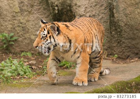 歩くアムールトラの子 歩くアムールトラの子 83273185