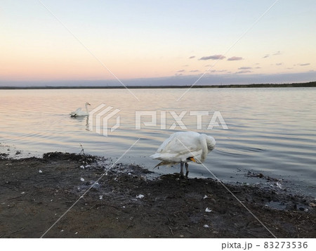 ウトナイ湖の白鳥 83273536