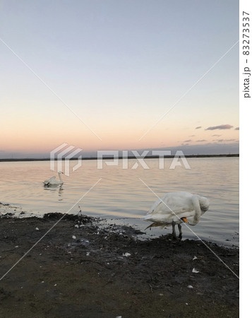 ウトナイ湖の白鳥 83273537
