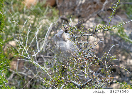 Caterpillar with silk tent on a plant in Joshua Tree National Park California 83273540