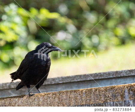 カラス 83273884