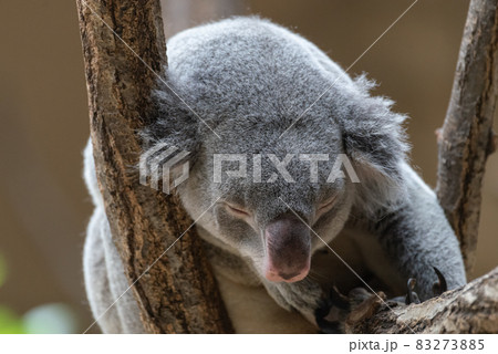 眠るコアラ 眠るコアラ 83273885