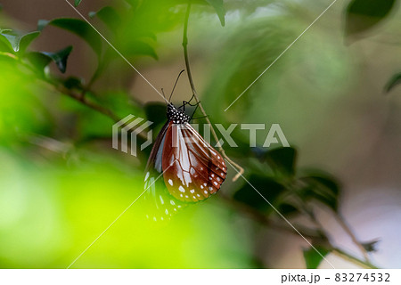 羽を休めるアサギマダラ 83274532
