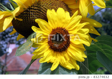 Sun flower Sun flower 83274632