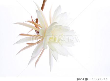 逆光の月下美人11 83275037