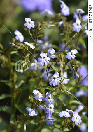 Bush violet 83275082