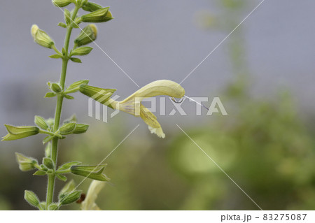 Himalayan Cloud Sage 83275087