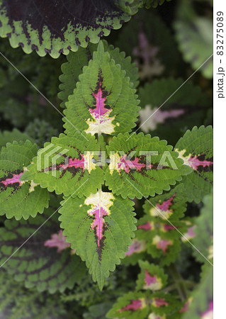 Painted nettle 83275089