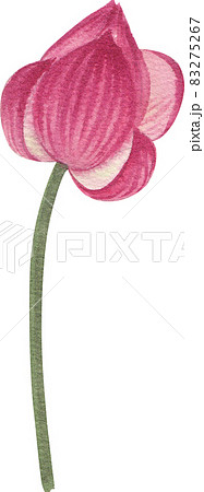 pink lotus flower and leave clipart watercolor 83275267