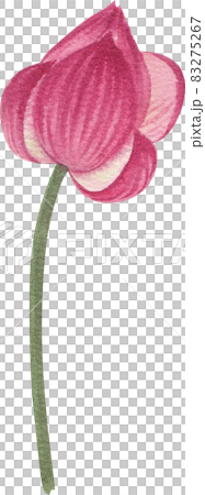pink lotus flower and leave clipart watercolor 83275267