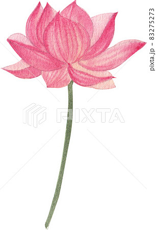 pink lotus flower and leave clipart watercolor 83275273