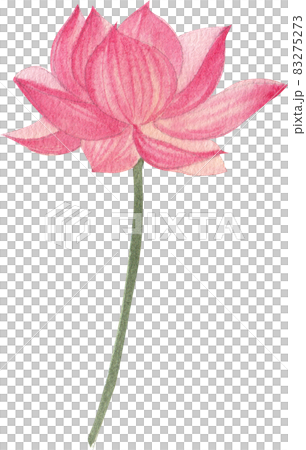 pink lotus flower and leave clipart watercolor 83275273