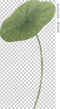 Green lotus leave clipart watercolor Green lotus leave clipart watercolor 83275276