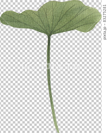 Green lotus leave clipart watercolor Green lotus leave clipart watercolor 83275281