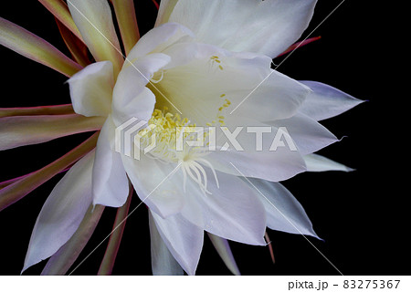 黒背景の月下美人05 83275367