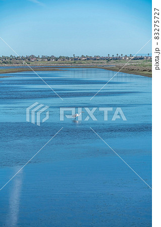 Bird on blue water wetlands of Bolsa Chica Nature Reserve in Huntington Beach 83275727