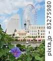 みなとみらい朝顔(21年10月撮影) 83275980