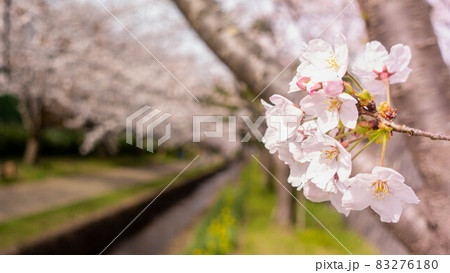 【千葉県千葉市】おゆみ野四季の道・おゆみ野の道と桜並木 【千葉県千葉市】おゆみ野四季の道・おゆみ野の道と桜並木 83276180