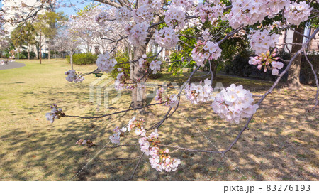 【千葉県千葉市】おゆみ野はるのみち公園と桜 【千葉県千葉市】おゆみ野はるのみち公園と桜 83276193