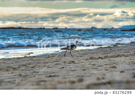 Whimbrel bird on the shore of Laguna Beach California ocean againt sea water Whimbrel bird on the shore of Laguna Beach California ocean againt sea water 83276299