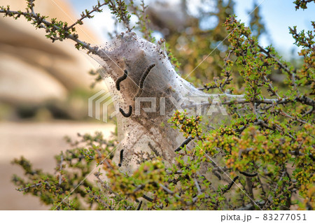 Insects with silk tents at Joshua Tree National Park in the California desert 83277051