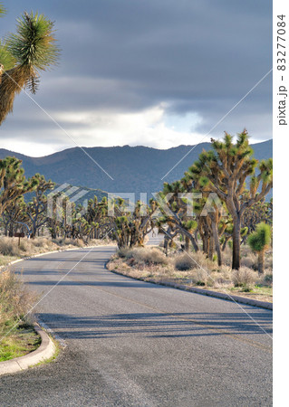 Paved road lined with Joshua trees at Joshua Tree National Park on a sunny day Paved road lined with Joshua trees at Joshua Tree National Park on a sunny day 83277084