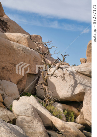 Dead tree and rocks in the desert against blue sky at Joshua Tree National Park 83277171