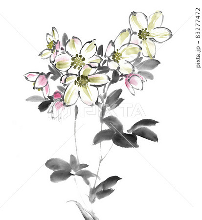 水墨画技法で描かれたクリスマスローズのイラスト素材 [83277472 水墨画技法で描かれたクリスマスローズのイラスト素材 [83277472