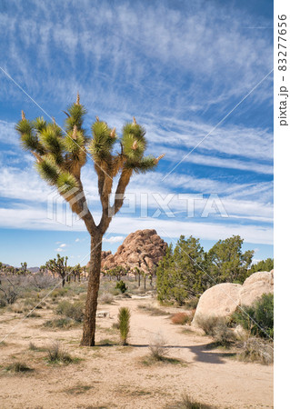 Joshua trees and giant rocks at Joshua Tree National Park on a sunny day Joshua trees and giant rocks at Joshua Tree National Park on a sunny day 83277656