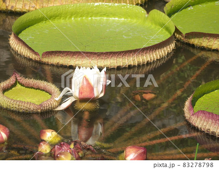 パラグアイオオオニバスの花と巨大葉 83278798