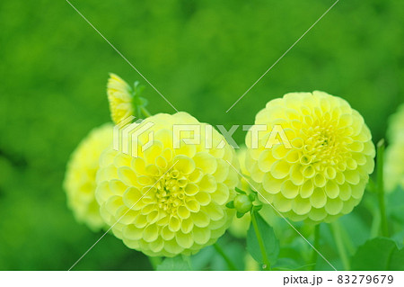 ダリアの花 83279679