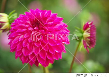 ダリアの花 83279680