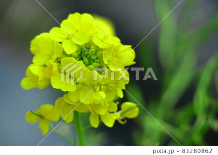 春の訪れを告げる花 83280862