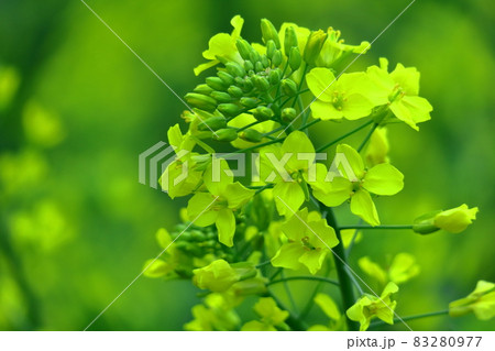 春の訪れを告げる花 春の訪れを告げる花 83280977