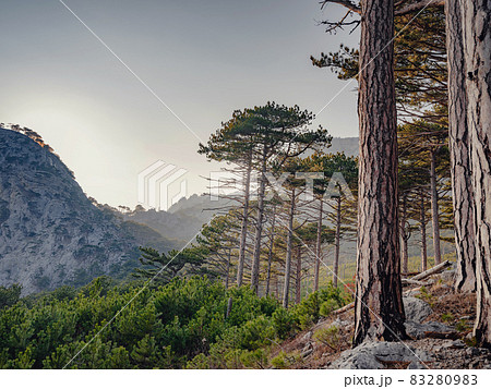 Forest landscape with fir trees and stones. 83280983