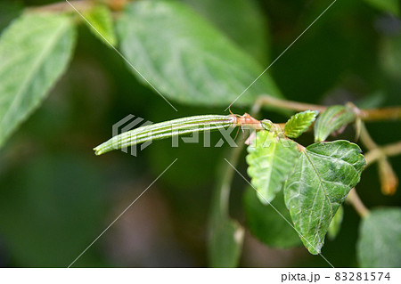 毒性のあるモロヘイヤの実 83281574