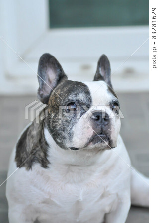 dog or french bulldog, French bulldog 83281629