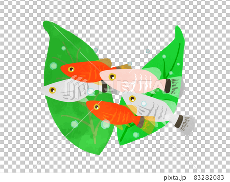Illustration of a school of tropical fish Platy 83282083
