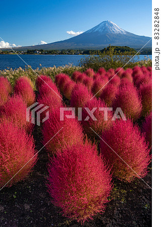 河口湖 富士山と赤く染まるコキア 河口湖 富士山と赤く染まるコキア 83282848