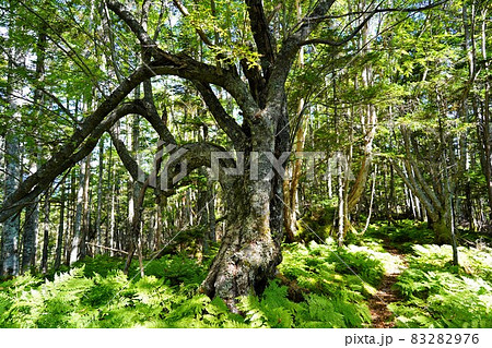 奥茶臼山登山道の巨樹 83282976