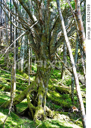 奥茶臼山登山道の巨樹 83282989