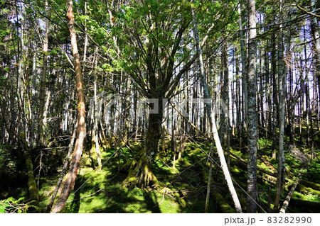 奥茶臼山登山道の巨樹 83282990