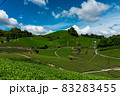 京都の茶畑 83283455