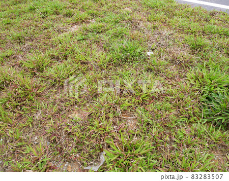 Cow Grass is planted using the spot turfing method. Grass plants with gaps in between each other. Over time this grass will multiply and merge. 83283507