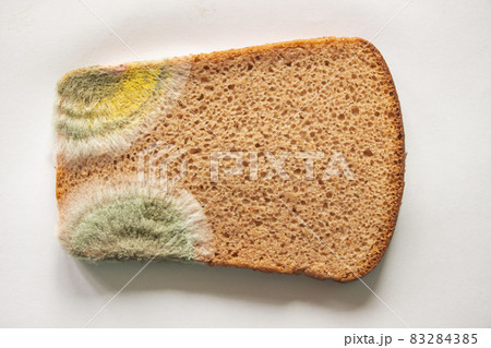 beautiful mold on a piece of bread. Background is white beautiful mold on a piece of bread. Background is white 83284385