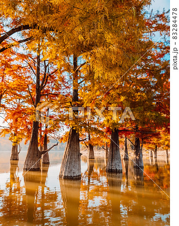 Taxodium distichum with red needles. Autumnal swamp cypresses on lake with reflection. 83284478