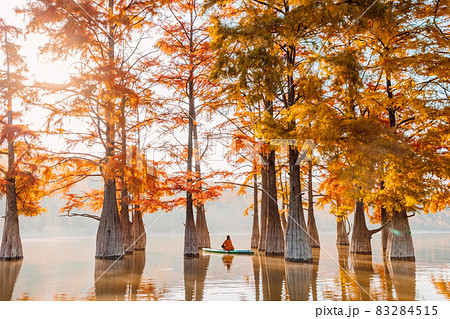 Woman relax on SUP board at quiet lake with Taxodium distichum trees in autumn and morning light 83284515
